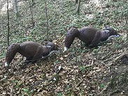 IMG_6977